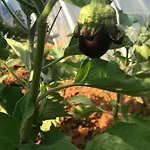 فندق مبيت وإفطار Flowers 3*