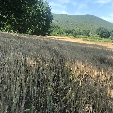 Flowers 3* Međugorje