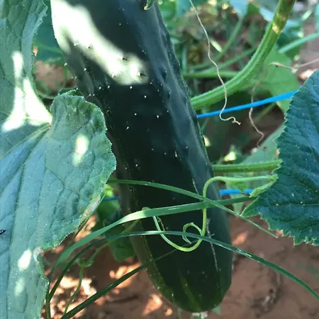 Flowers 3* Međugorje