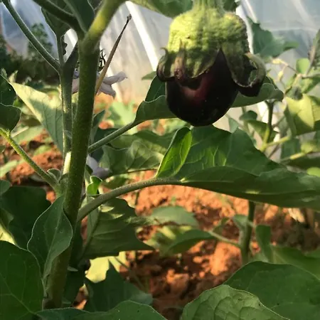 Bed & Breakfast Flowers 3*