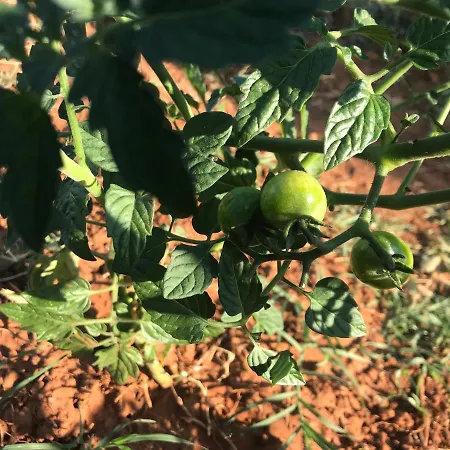 Flowers Bed and Breakfast