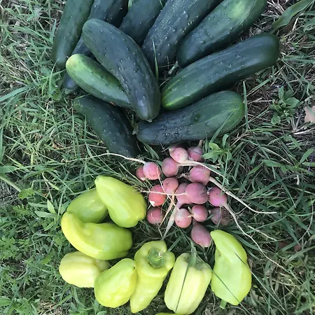 Flowers Bed & Breakfast 3*