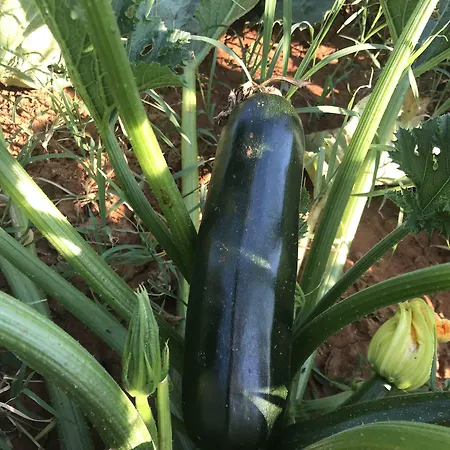 Flowers Međugorje