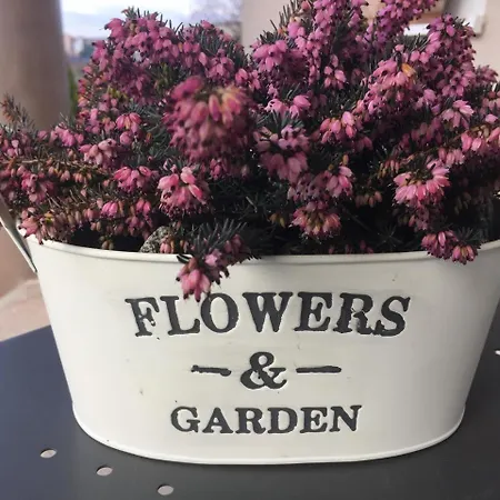 Flowers 3* Međugorje