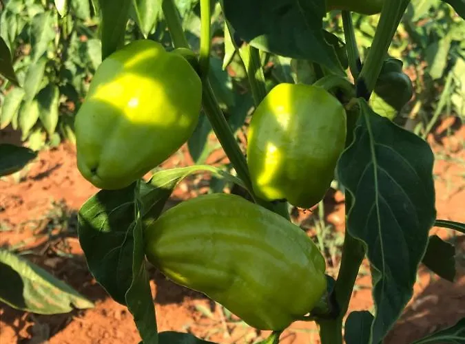 Bed & Breakfast Flowers