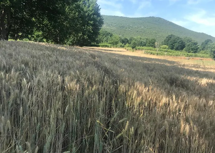 Flowers 3* Medjugorje