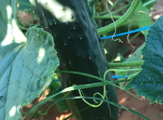 Flowers 3* Medjugorje