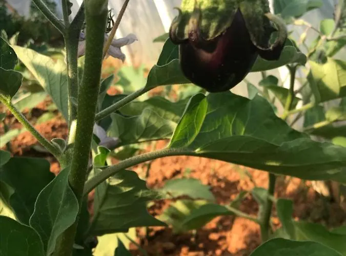 Bed & Breakfast Flowers 3*