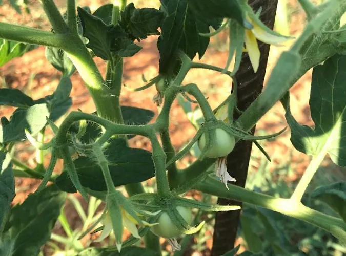 Flowers 3* Medjugorje