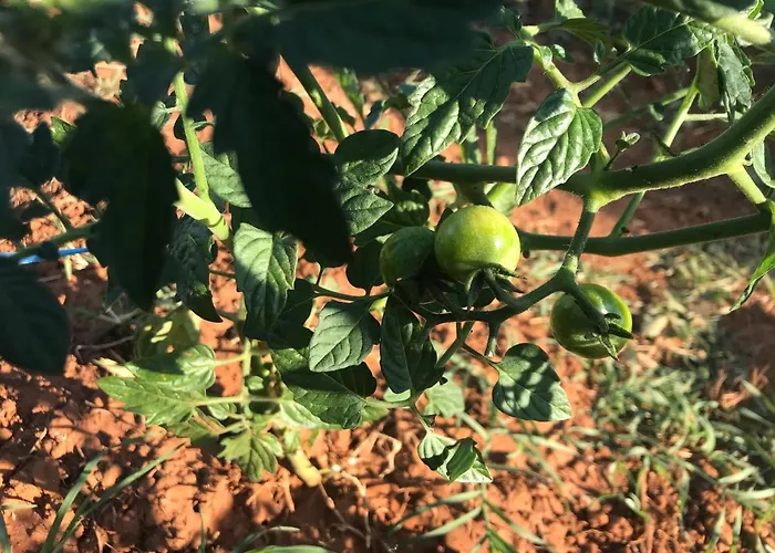 Flowers Bed & Breakfast