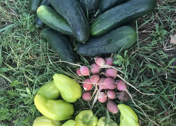 Flowers Bed & Breakfast 3*